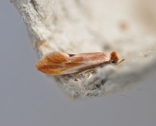 Rødgul reirmøll (Tinea semifulvella)