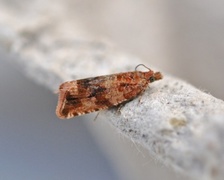 Thyme Marble (Celypha cespitana)