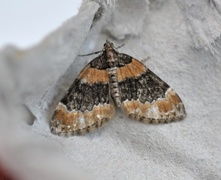 Barred Carpet (Martania taeniata)