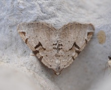 The V-Moth (Macaria wauaria)