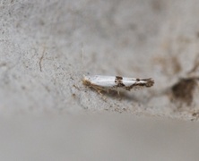 Argyresthia ivella