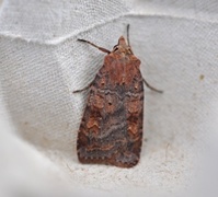 Barred Chestnut (Diarsia dahlii)