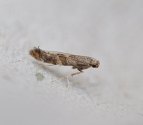 Lilac Leafminer (Gracillaria syringella)