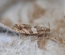 Brown Elm Bell (Epinotia abbreviana)
