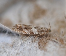 Almekveldvikler (Epinotia abbreviana)