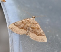 Brun bakkemåler (Scotopteryx chenopodiata)