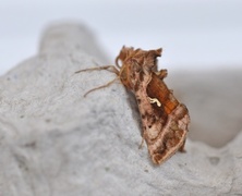 Rødbrunt metallfly (Autographa jota)