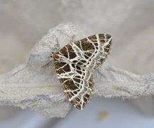 Nettmåler (Eustroma reticulata)