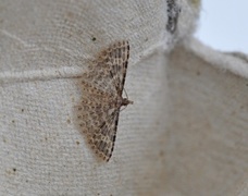 Many-plumed Moth (Alucita hexadactyla)
