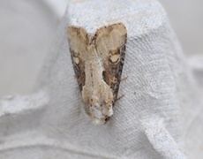 Double Lobed (Lateroligia ophiogramma)