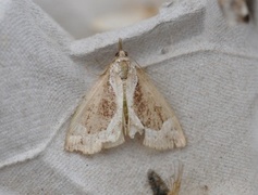 Beautiful Snout (Hypena crassalis)