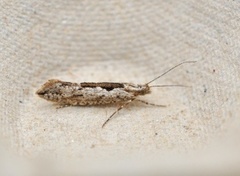 Ypsolopha vittella