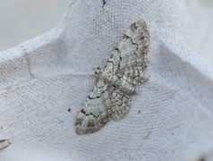 Green Pug (Pasiphila rectangulata)