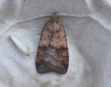 Barred Chestnut (Diarsia dahlii)