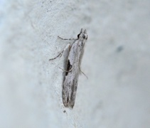 Hypatima rhomboidella