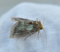 Mindre båndmetallfly (Diachrysia stenochrysis)
