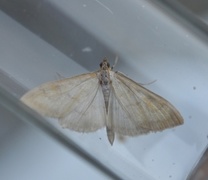 Translucent Pearl (Paratalanta hyalinalis)