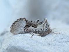 Fjellmetallfly (Syngrapha diasema)