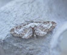 Burotdvergmåler (Eupithecia succenturiata)