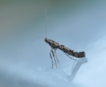 Caloptilia suberinella