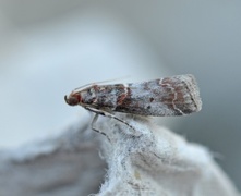 Rognesmalmott (Acrobasis advenella)