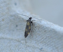 Euspilapteryx auroguttella