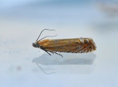 Red Piercer (Lathronympha strigana)