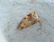 Variegated Golden Tortrix (Archips xylosteana)