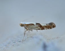Kirsebærmøll (Argyresthia pruniella)