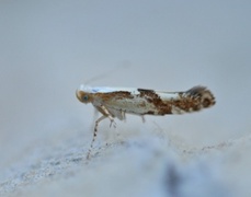 Cherry Fruit Moth (Argyresthia pruniella)