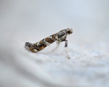Lilac Leafminer (Gracillaria syringella)