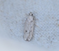 Apple Groundling (Gelechia rhombella)