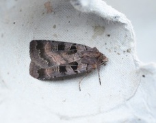 Square-spotted Clay (Xestia stigmatica)