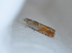 Nut Bud Moth (Epinotia tenerana)