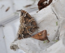 The Phoenix (Eulithis prunata)
