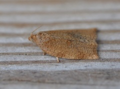 Rose Tortrix (Archips rosana)