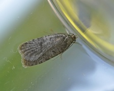 Agonopterix arctica