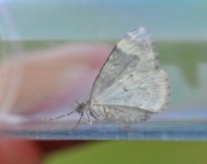 Common Marbled Carpet (Dysstroma truncata)