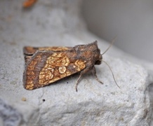 Frosted Orange (Gortyna flavago)