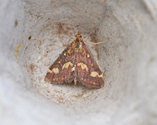 Common Purple & Gold (Pyrausta purpuralis)