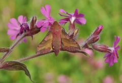 Small Elephant Hawk-moth (Deilephila porcellus)