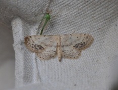 Flekkengmåler (Idaea dimidiata)