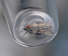 Marbled Grey (Bryophila raptricula)