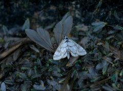Beautiful China-mark (Nymphula nitidulata)