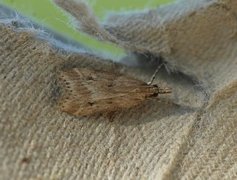Marsh Grey (Eudonia pallida)