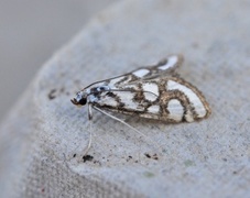 Beautiful China-mark (Nymphula nitidulata)