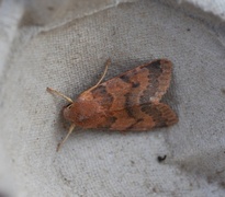 Flounced Chestnut (Agrochola helvola)