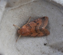 Rødt høstfly (Agrochola helvola)