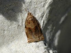 Rose Tortrix (Archips rosana)