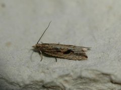 Sivsumpvikler (Bactra lancealana)